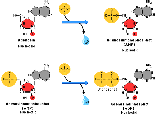 adenosine + phosphate = AMP + phosphate = ADP