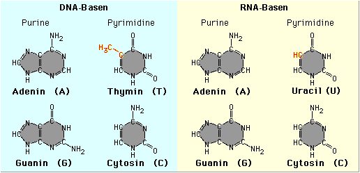 All DNA and RNA bases