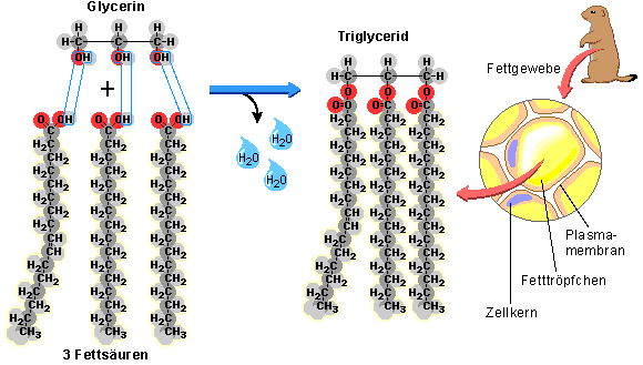 Triglyceride molecule