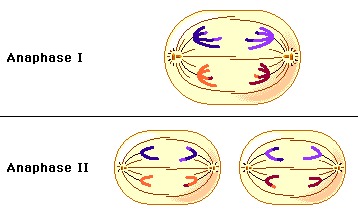 Two stills, of anaphase I and anaphase II