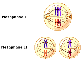 Two stills, of metaphase I and metaphase II