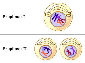 Two stills, of prophase I and prophase II