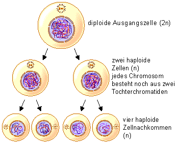 Static image of meiotic cell division