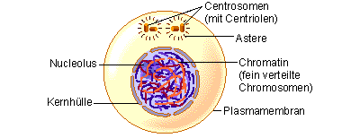Static image of premeiotic interphase