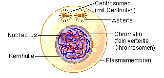Still of G2 Phase of Interphase